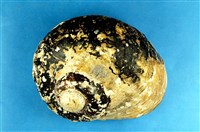 藏品(南非蠑螺)的圖片